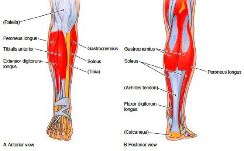 Leg Muscle Diagram : leg muscles labeled | massage therapy | Leg